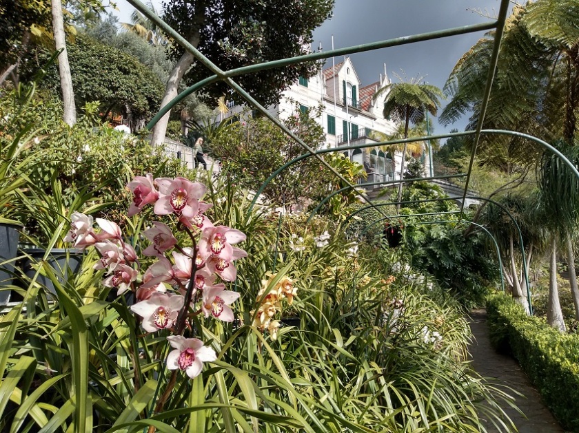 Rob's cymbidiums from Monte Place Madeira A